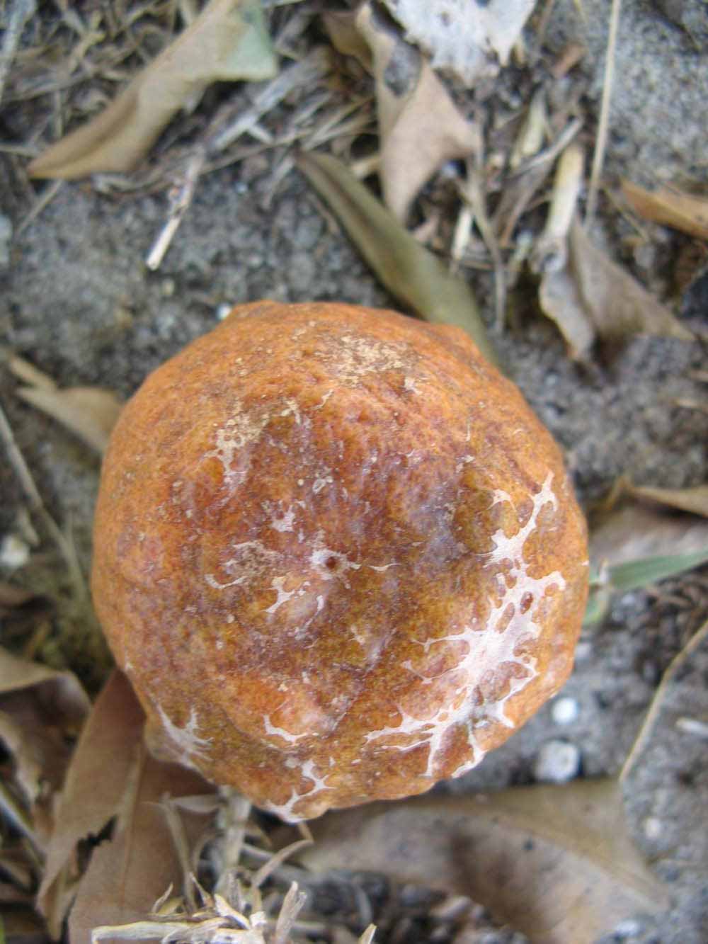            Fruit (Winter Haven, FL)   